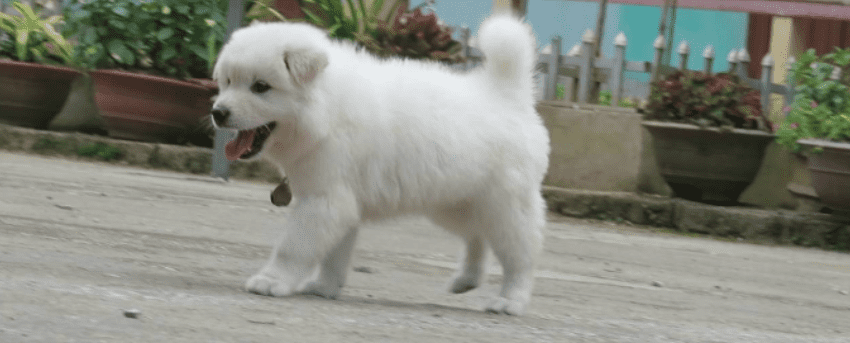 Giải mã giấc mơ thấy chó trắng, điềm báo lành hay dữ 8 Tỷ lệ trúng số khi mơ thấy cho trắng là bao nhiêu?