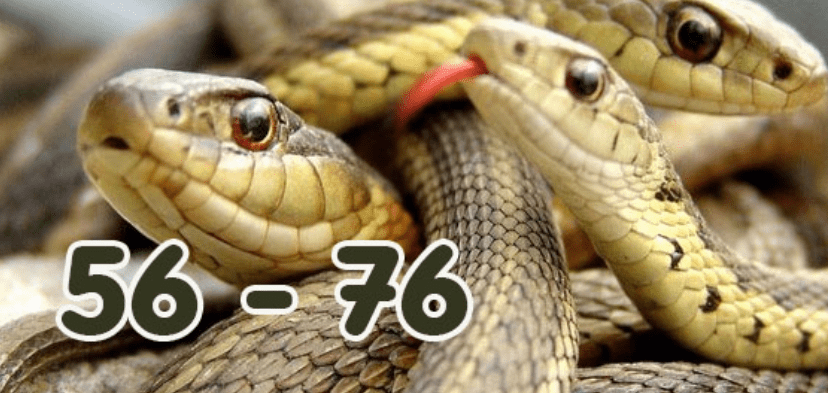 Giải mã chi tiết giấc mơ thấy rắn trắng và những lưu ý 7 Cặp số được đánh nhiều nhất khi mơ thấy rắn 56 - 76