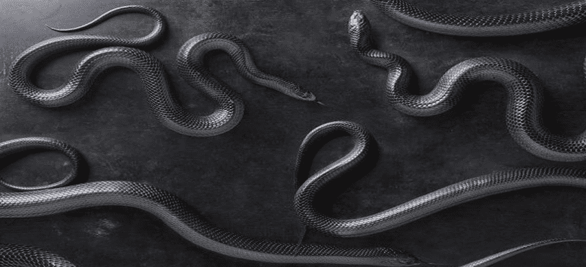 Giải mã chi tiết giấc mơ thấy rắn trắng và những lưu ý 8 Giấc mơ về rắn luôn là nỗi kinh hoàng của nhiều người