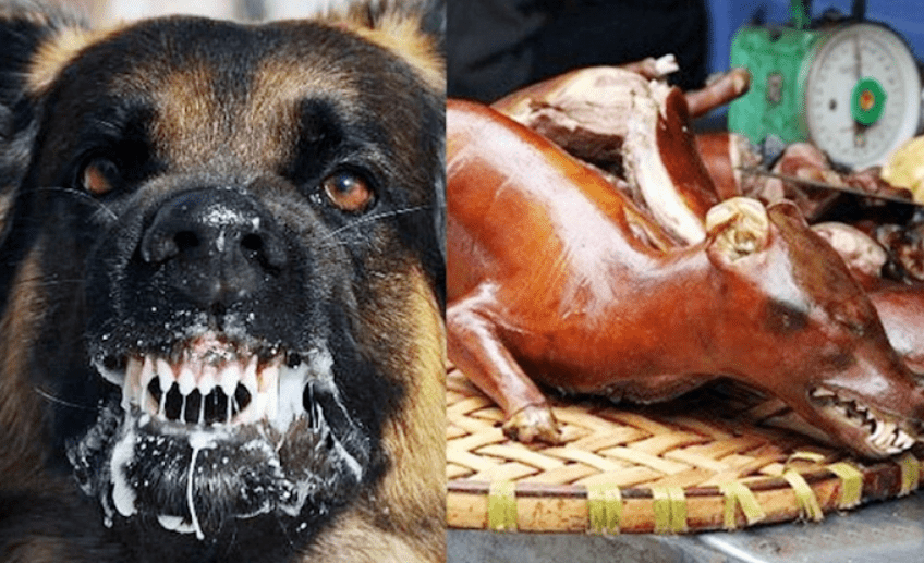 Giải mã điềm báo mơ ăn thịt chó và những điểm tốt xấu 7 Mơ ăn thịt chó trúng ngay bả chó
