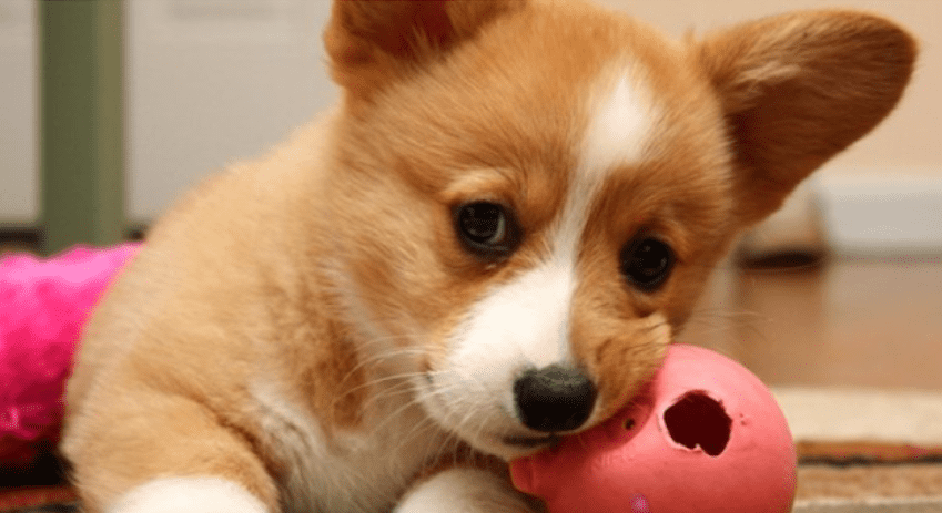 Mơ thấy chó con có tốt không, mơ thấy chó con là điềm gì 9 Mơ thấy chó con cắn thì sẽ thế nào?