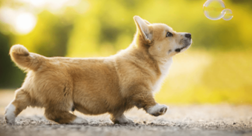 Mơ thấy chó con có tốt không, mơ thấy chó con là điềm gì 8 Mơ thấy chó con có tốt không, mơ thấy chó con là điềm gì?