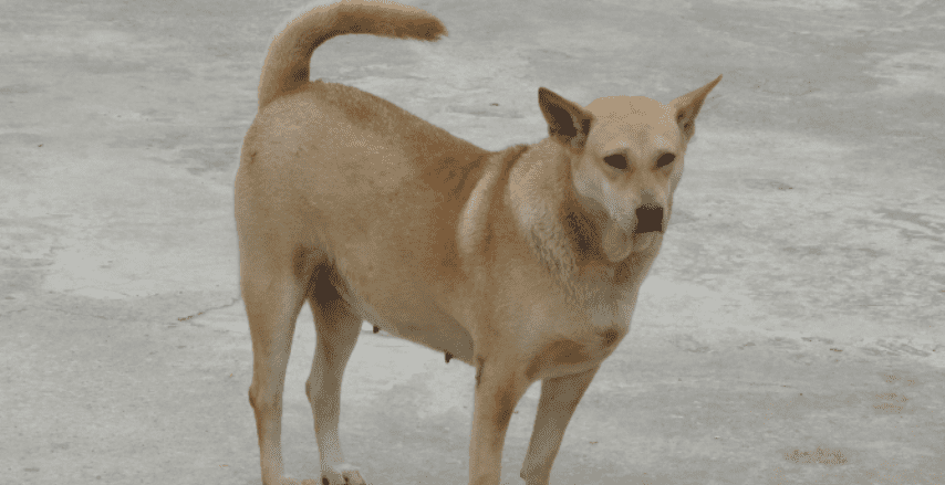 Mơ thấy chó vàng đánh gì chuẩn 100% 6 Mơ thấy con chó vàng