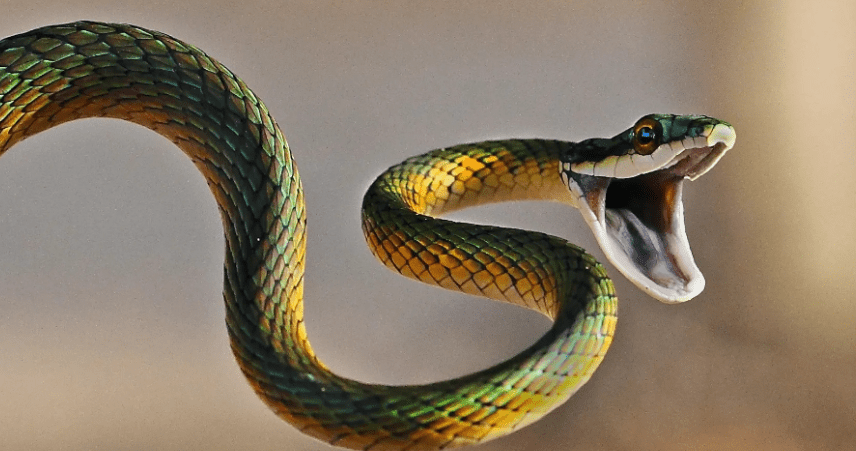 Ngủ mơ thấy rắn là điềm báo tốt hay xấu, nên đánh con gì 8 Mơ thấy con rắn đánh con gì?