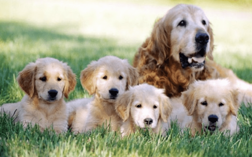 Mơ thấy chó con có tốt không, mơ thấy chó con là điềm gì 7 Mơ thấy đàn chó con