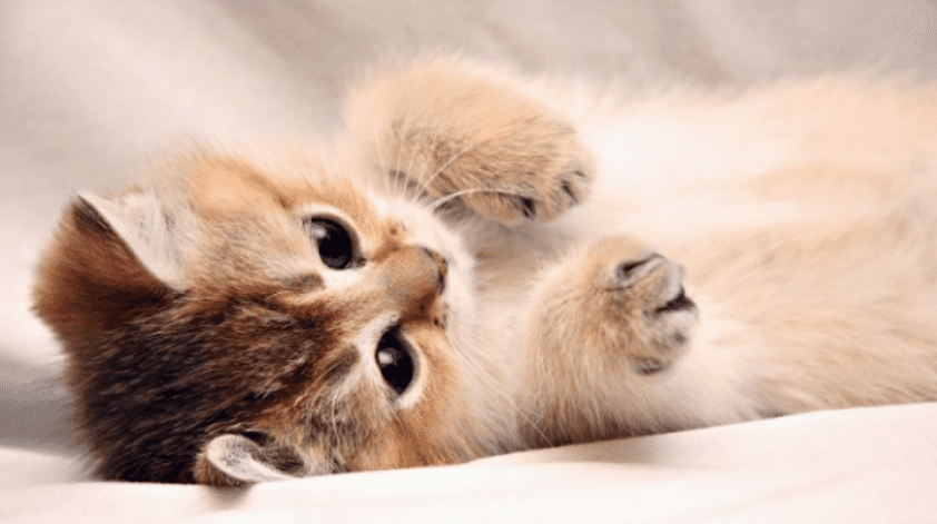 Ngủ mơ thấy mèo và những điều tâm linh bạn cần biết 11 Mơ thấy mèo chưa hẳn đã xui xẻo