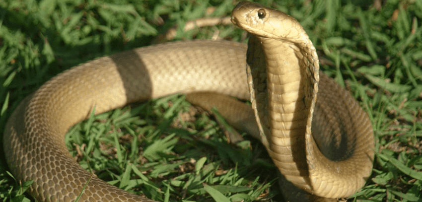 Ngủ mơ thấy rắn là điềm báo tốt hay xấu, nên đánh con gì 10 Mơ thấy rắn hổ mang đánh con gì?