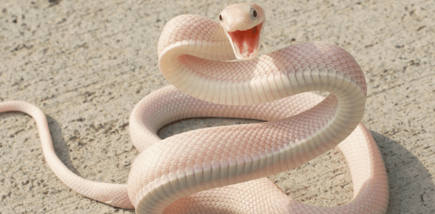 Ngủ mơ thấy rắn là điềm báo tốt hay xấu, nên đánh con gì 11 Mơ thấy rắn trắng thì đánh con gì?