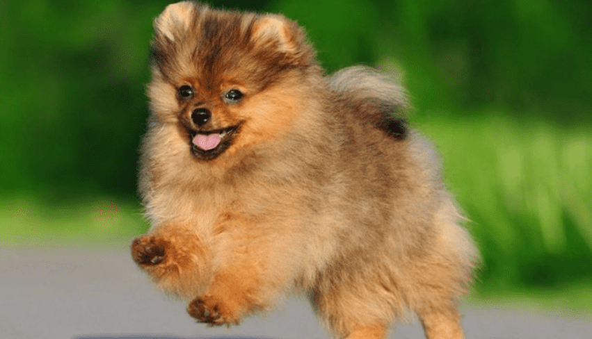 Mơ thấy chó con có tốt không, mơ thấy chó con là điềm gì 6 Một chú chó con đáng yêu