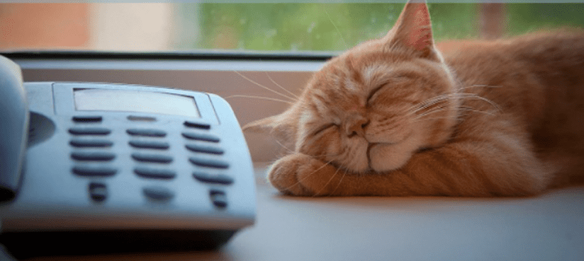 Ngủ mơ thấy mèo và những điều tâm linh bạn cần biết 10 Một chú mèo dễ thương trong mơ sẽ cho bạn biết điều gì?