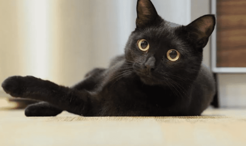 Ngủ mơ thấy mèo và những điều tâm linh bạn cần biết 8 Một chú mèo đen với đôi mắt tinh thấy được âm dương