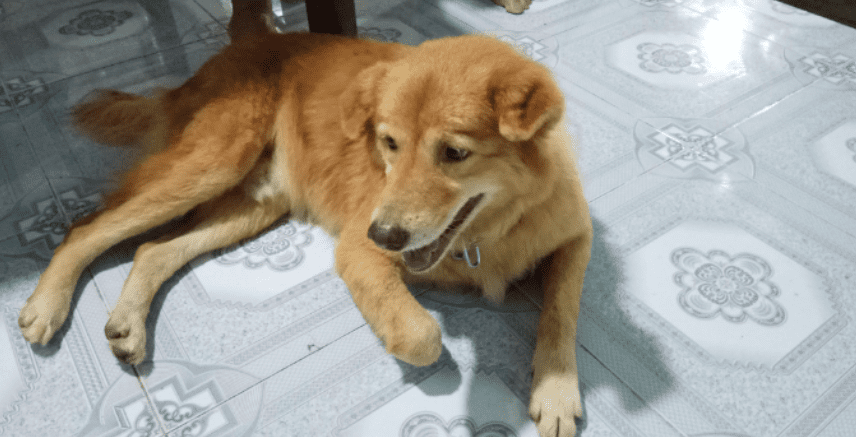 Mơ thấy chó vàng đánh gì chuẩn 100% 8 Nằm mơ thấy chó vàng vào nhà