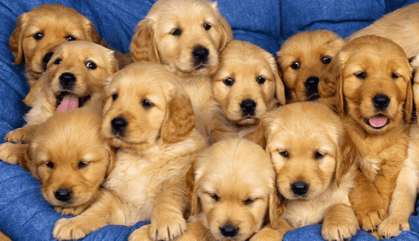 Mơ thấy chó vàng đánh gì chuẩn 100% 7 Nằm mơ thấy đàn chó vàng