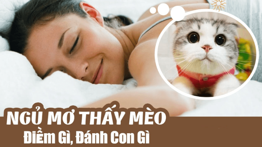 Ngủ mơ thấy mèo và những điều tâm linh bạn cần biết 9 Ngủ mơ thấy mèo và những điều tâm linh bạn cần biết