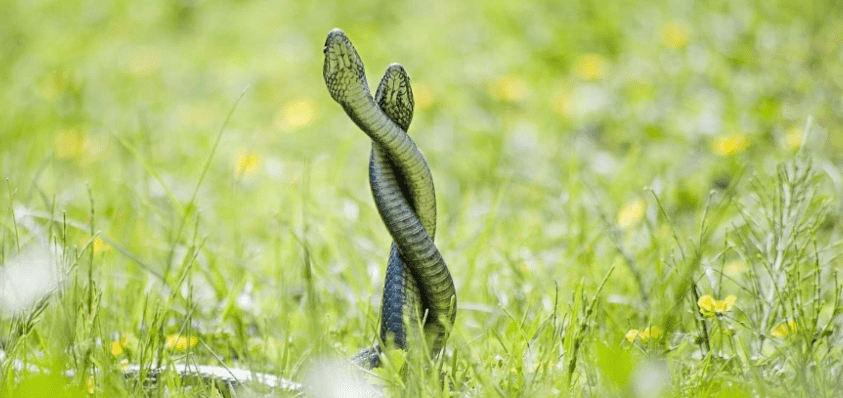 Ngủ mơ thấy rắn là điềm báo tốt hay xấu, nên đánh con gì 13 Ngủ mơ thấy rắn là điềm báo tốt hay xấu, nên đánh con gì?