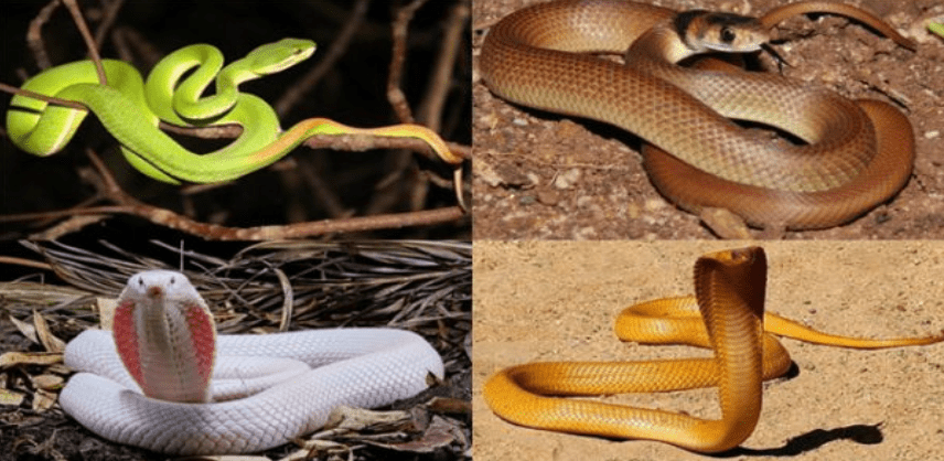 Giải mã chi tiết giấc mơ thấy rắn trắng và những lưu ý 9 Những lời ráng mang nỗi sợ khác nhau cho con người