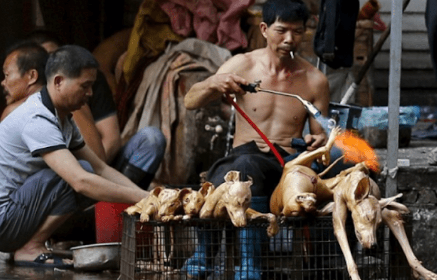 Giải mã điềm báo mơ ăn thịt chó và những điểm tốt xấu 6 Thịt chó - món ăn đặc sản trong mắt 1 số người Việt