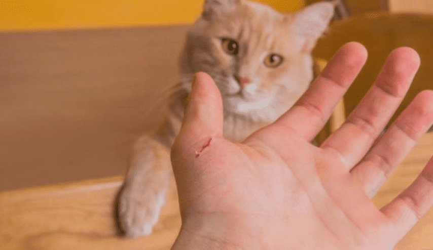 Ngủ mơ thấy mèo và những điều tâm linh bạn cần biết 7 Trong giấc mơ bạn nhìn thấy mình bị mèo cắn