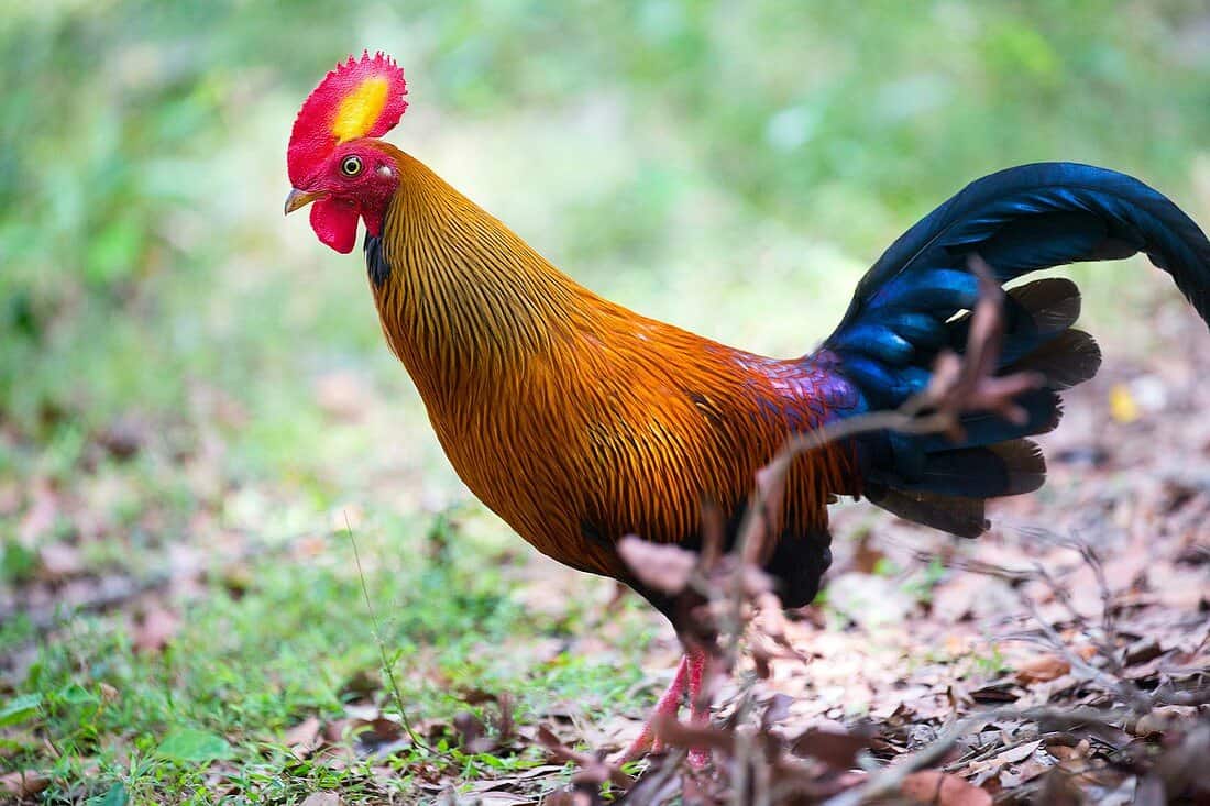 Mơ thấy gà rừng đánh con gì và các điềm báo bạn cần biết 7 Mơ thấy bắt được gà rừng cho thấy quý nhân bạn sắp xuất hiện