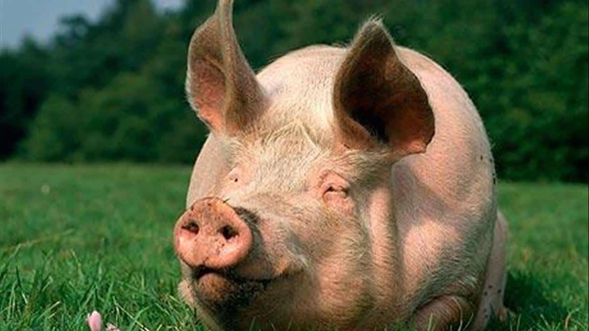 Tìm hiểu về các dự báo lành dữ khi mơ thấy con lợn 7 Những giấc mơ thấy con lợn mang nhiều ý nghĩa