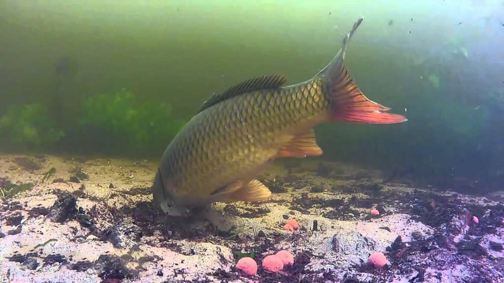 Mơ thấy cá chép là điềm gì và đánh con gì dễ trúng nhất 5 Mơ thấy cá chép là điềm gì và đánh con gì dễ trúng nhất