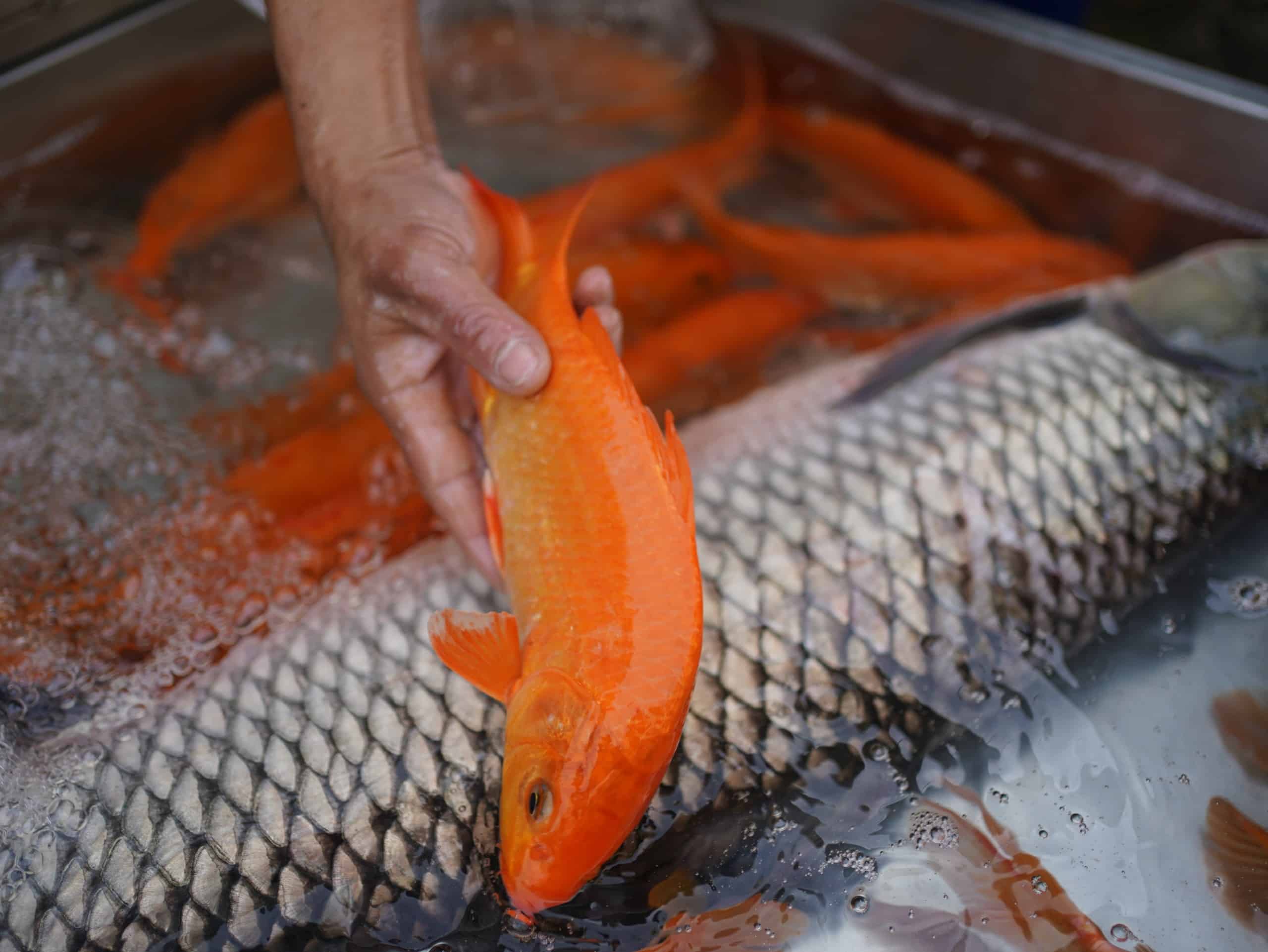 Mơ thấy cá chép là điềm gì và đánh con gì dễ trúng nhất 8 Giấc mơ về cá chép đỏ được giải mã thành nhiều con số