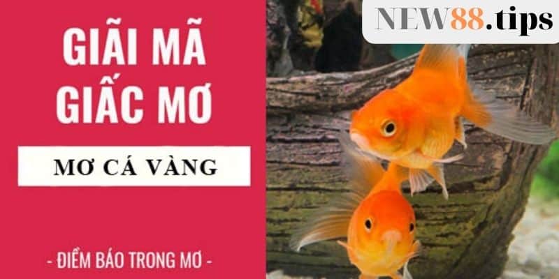 Giải mã giấc mơ thấy cá vàng, và bộ số lộc lá 6 Mơ thấy cá vàng là điềm gì?