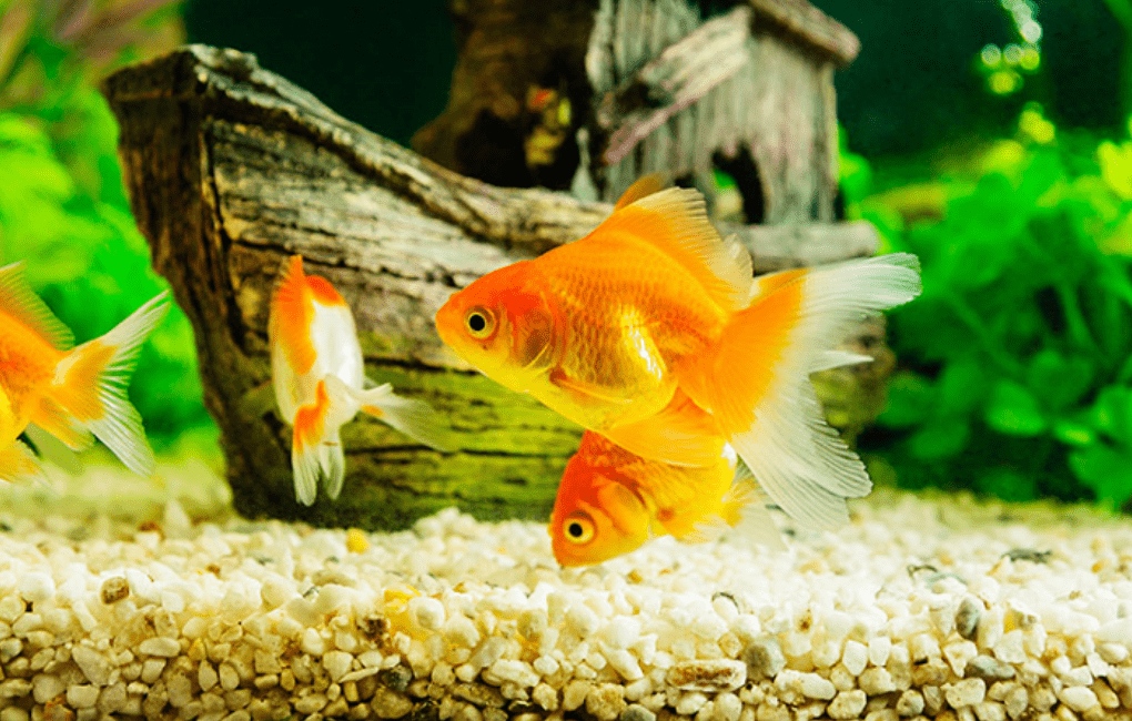 Giải mã giấc mơ thấy cá vàng, và bộ số lộc lá 8 Giấc mơ về cá vàng được giải mã thành những con số