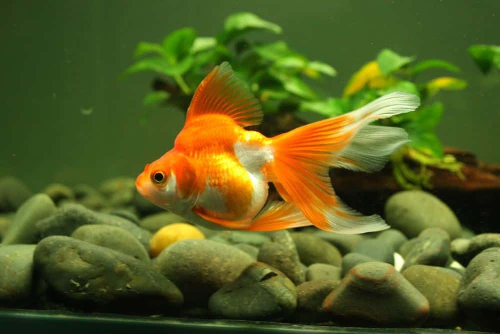 Giải mã giấc mơ thấy cá vàng, và bộ số lộc lá 5 Giải mã giấc mơ thấy cá vàng, và bộ số lộc lá