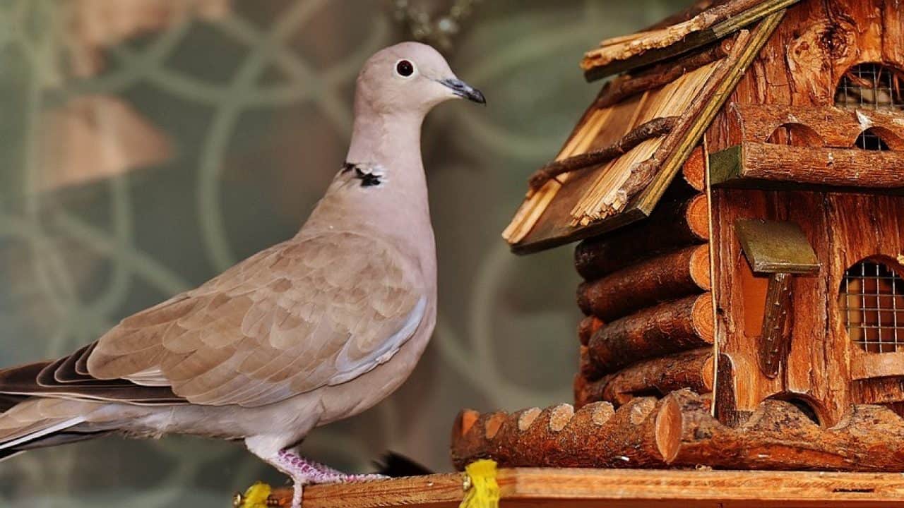 Giải nghĩa ngủ mơ thấy chim bồ câu và bộ số may mắn 7 Mơ thấy chim bồ câu có thể đánh 02 hoặc 22