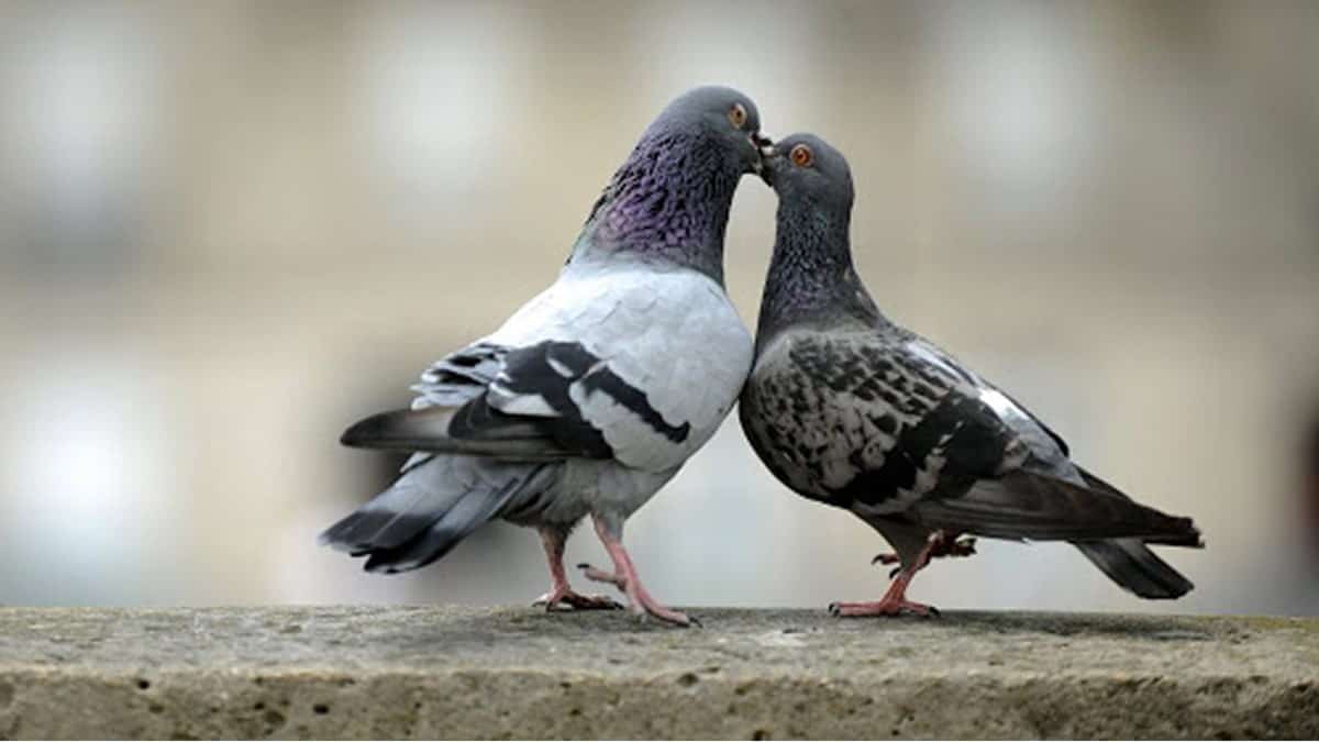 Giải nghĩa ngủ mơ thấy chim bồ câu và bộ số may mắn 6 Chim bồ câu tượng trưng cho hòa bình và hạnh phúc