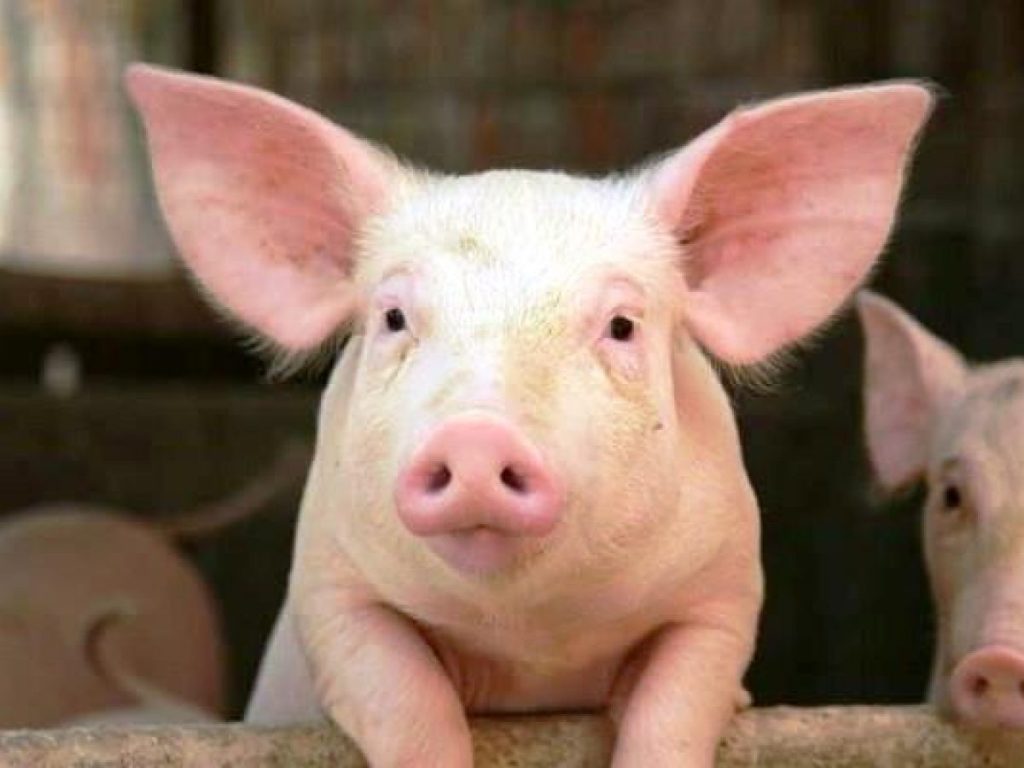 Tìm hiểu về các dự báo lành dữ khi mơ thấy con lợn 6 Tìm hiểu về các dự báo lành dữ khi mơ thấy con lợn