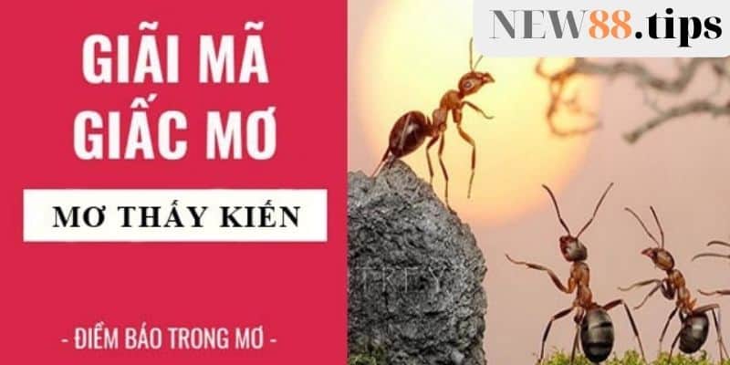 Mơ thấy kiến điềm báo lành dữ và những điều cần lưu ý 6 Mơ thấy kiến báo trước điều gì?