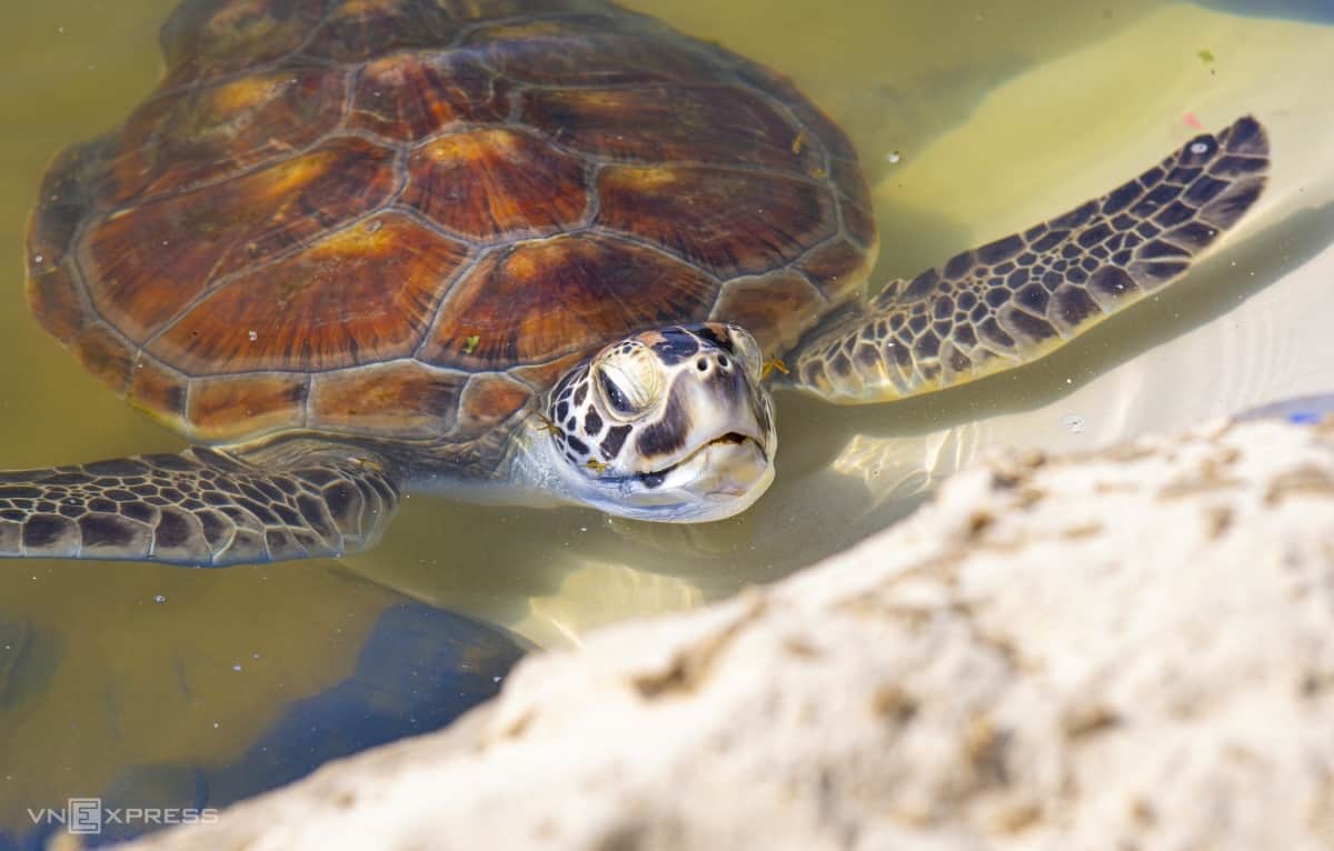 Mơ thấy rùa dự báo lành hay dữ và những điều cần biết 5 Giấc mơ thấy rùa khủng lồ có ý nghĩa tốt