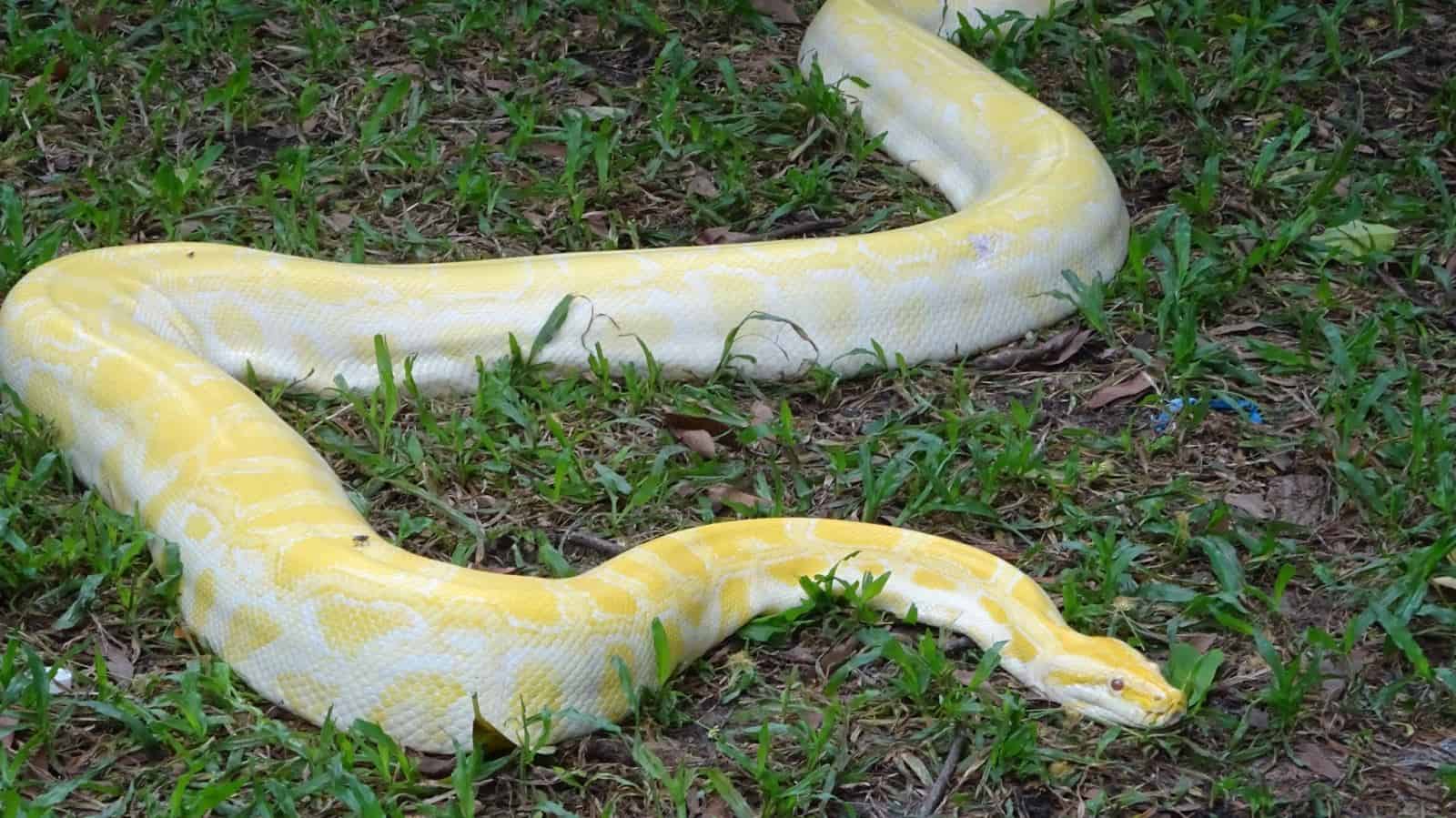 Mơ thấy trăn nên cẩn trọng điều gì, đánh số gì tài lộc nhất 6 Giấc mơ thấy trăn có thể giúp bạn phát tài