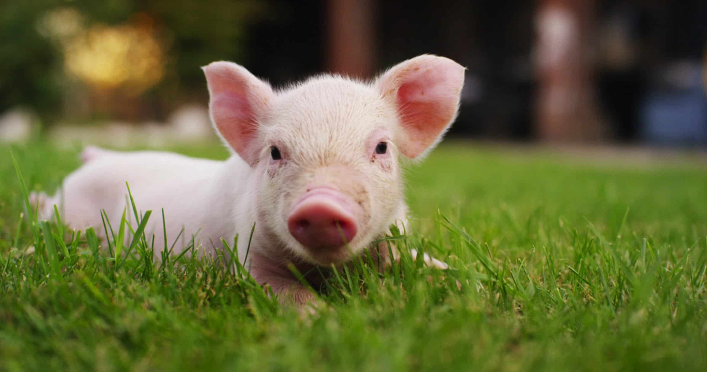 Tìm hiểu về các dự báo lành dữ khi mơ thấy con lợn 11 Những giải mã giấc mơ khác liên quan đến chú lợn