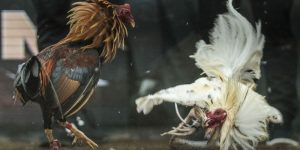 Hướng dẫn các cách nhìn gà biết lối đá cụ thể