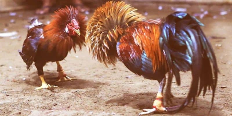 Đá Gà New88 Cách Cược Chi Tiết Cho Anh Em Mới Gia Nhập 6 Đá gà new88-Đá gà là mô hình cá cược dân gian và truyền thống.