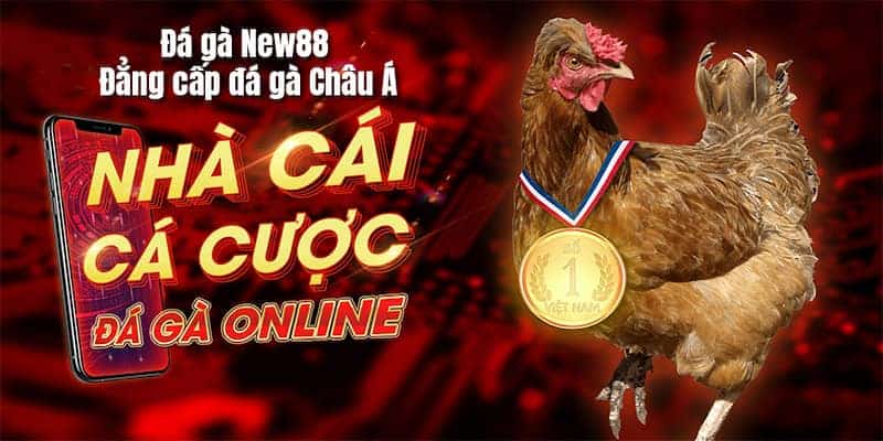 Hướng dẫn cá cược đá gà Thomo