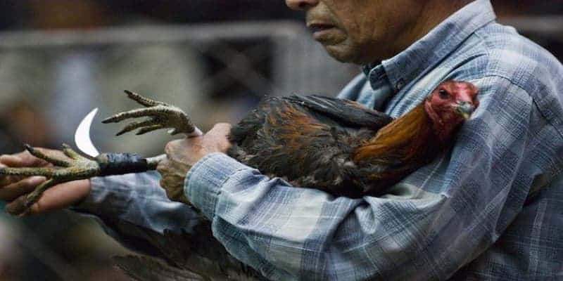 Kinh nghiệm chọn gà khi cá cược online cho anh em tân thủ 7 Dựa vào người điều khiển gà trong trận đấu