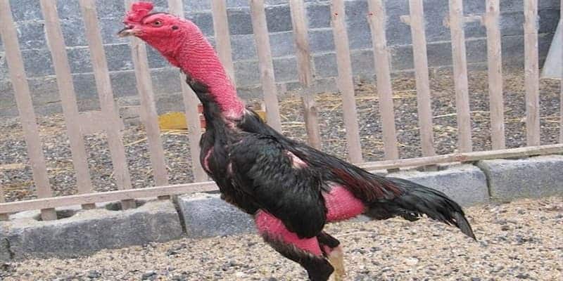 Kinh nghiệm chọn gà khi cá cược online cho anh em tân thủ 4 Kinh nghiệm chọn gà khi cá cược online cho anh em tân thủ