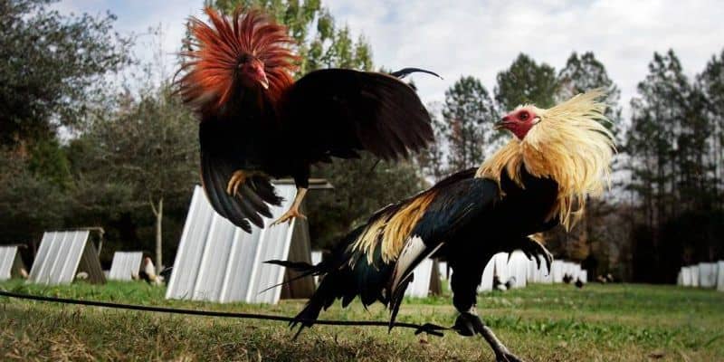 Top 5 Giống Gà Đá Hay Nhất Mà Các Sư Kê Mải Mê Tìm Kiếm 4 Top 5 Giống Gà Đá Hay Nhất Mà Các Sư Kê Mải Mê Tìm Kiếm