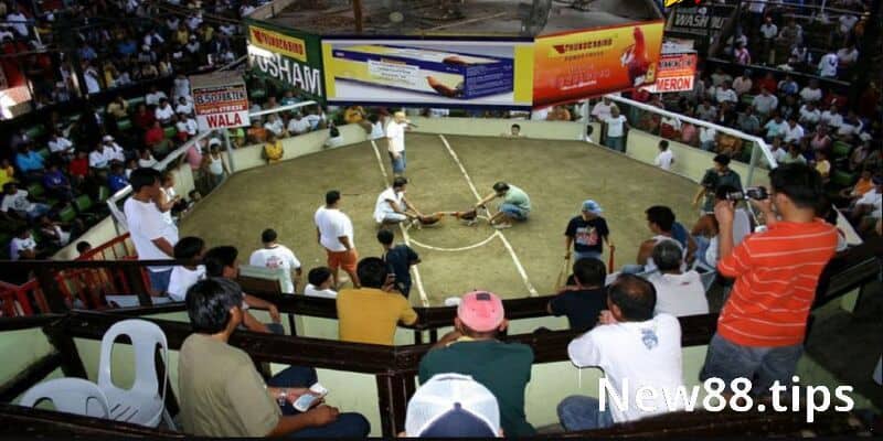 Trận Gà 15 Tỷ Và Những Điều Có Thể Bạn Chưa Biết 5 Đấu trường Thomo - Địa điểm diễn ra trận gà 15 tỷ