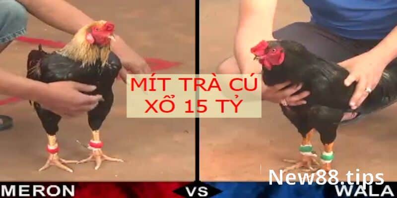 Trận Gà 15 Tỷ Và Những Điều Có Thể Bạn Chưa Biết 7 Bàn luận về nhân vật chiến thắng Mít Trà Cú