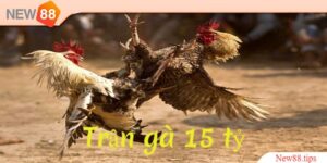 Trận Gà 15 Tỷ Và Những Điều Có Thể Bạn Chưa Biết