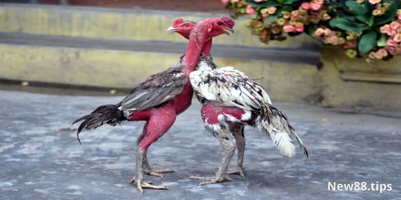 Bật Mí Cách Nuôi Gà Chọi Tốt Nhất Trên Từng Phương Diện 5 Gà chọi là gì?