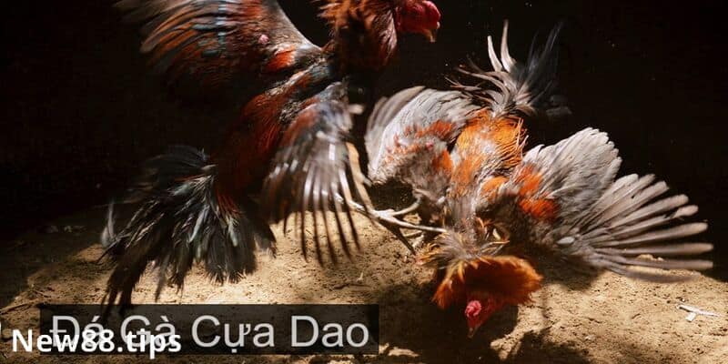 Đá gà cựa dao là gì?