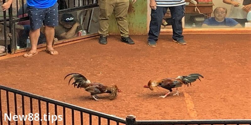 Chọn chiến kê có thể lực, kỹ năng chiến đấu tốt hơn