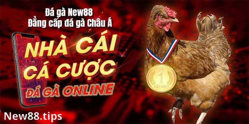 Chọn địa chỉ xem đá gà trực tuyến uy tín