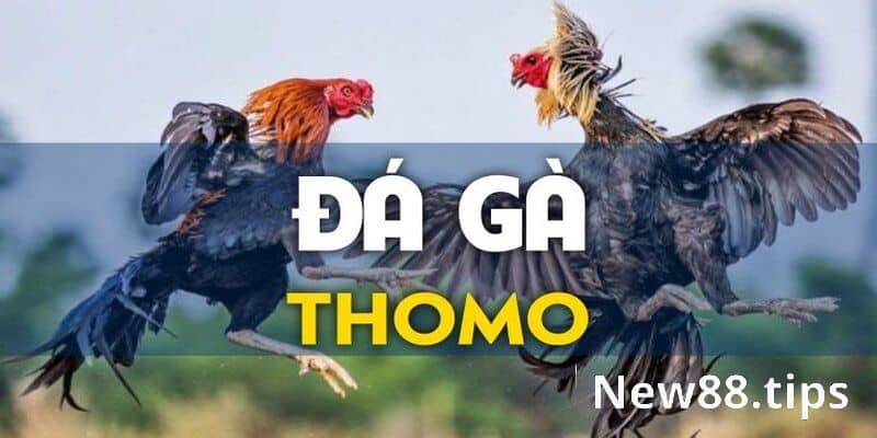 Đá Gà Thomo - Tổng Hợp Các Thông Tin Cần Biết Cho Tân Thủ 5 Đá gà Thomo là gì?